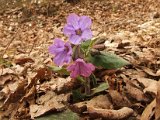 062 Pulmonaria Officinalis.JPG